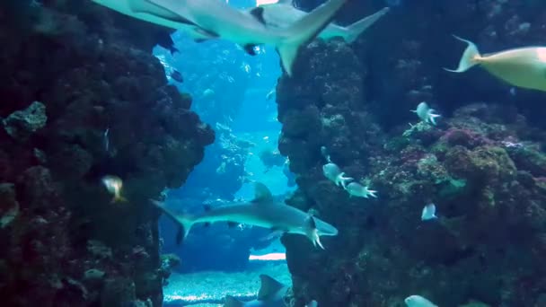 Haie im Aquarium — Stockvideo