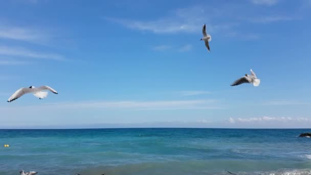 Gaviotas volando en el mar — Vídeo de stock