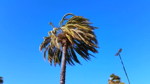 Palmeras soplan en fuerte viento — Vídeo de stock