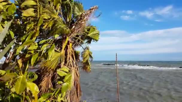 Palm bomen klap in sterke Wind en zeer hoge stormachtige golven — Stockvideo