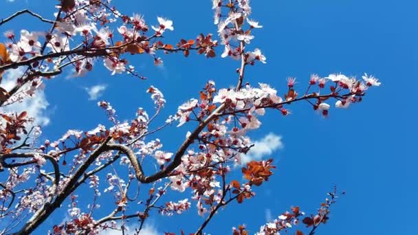 Körsbärsblomma på våren — Stockvideo
