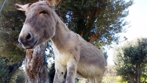 Bonito burro Closeup — Vídeo de Stock