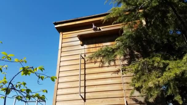 Güvercin bir şehir parkı ile ahşap Dovecote — Stok video