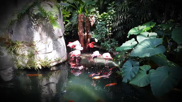 Rosa Flamingo und Koi-Karpfen — Stockvideo