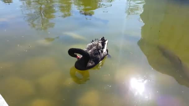 Cisne preto nadando em uma lagoa — Vídeo de Stock