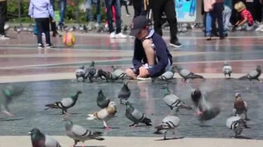 Sevimli küçük Boy güvercin besleme