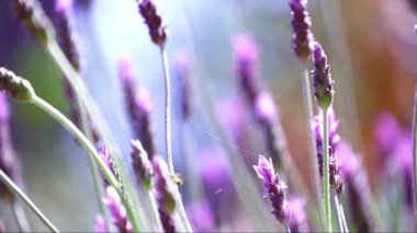 Rüzgarda sallanan güzel çiçek lavanta çiçekleri