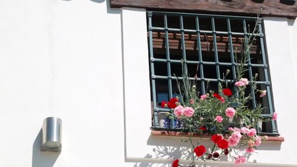 Macetas y flores de colores en una pared blanca — Vídeo de stock