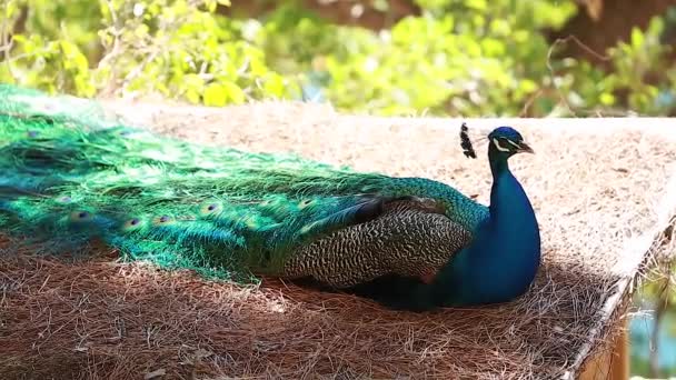 Beautiful Indian Peafowl — Stock Video