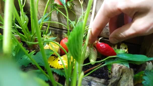 Gros plan sur la cueillette manuelle de fraises mûres — Video
