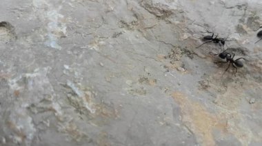Kayanın üzerinde yürüme büyük siyah karıncalar 