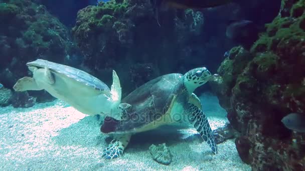 Tortugas gigantes nadando juntas — Vídeo de stock