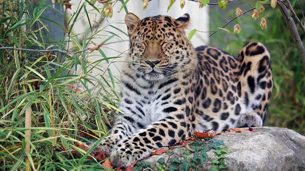 Beautiful Amur Leopard
