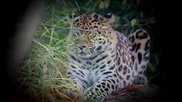 Hermoso leopardo Amur — Vídeos de Stock