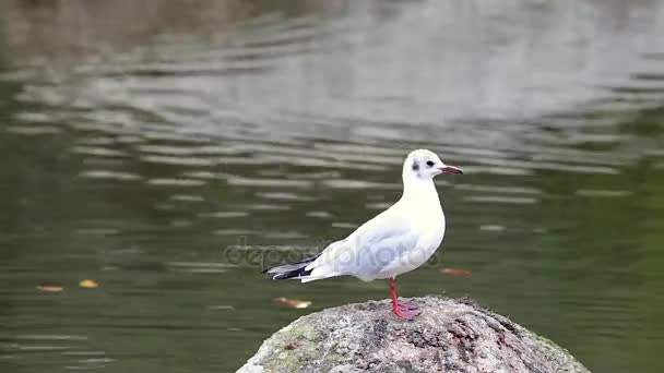 White Gull on the Rock — Stock Video