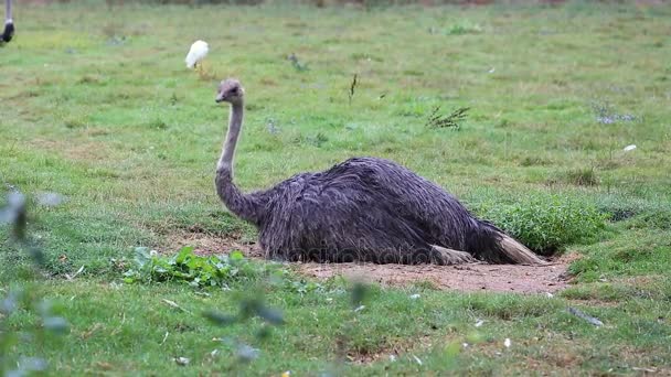 Vrouwelijke struisvogel zittend op eieren — Stockvideo