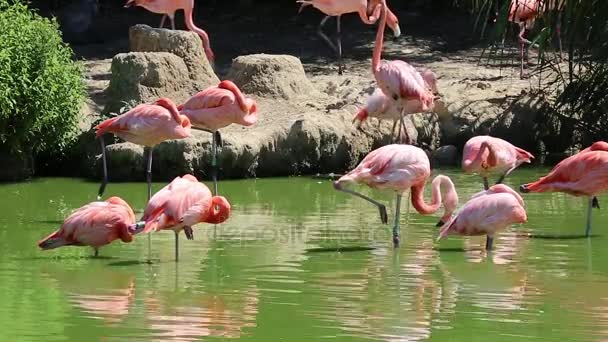 Розовый фламинго в зеленой воде — стоковое видео