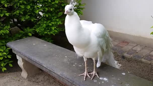 Lindo blanco pavo real — Vídeos de Stock