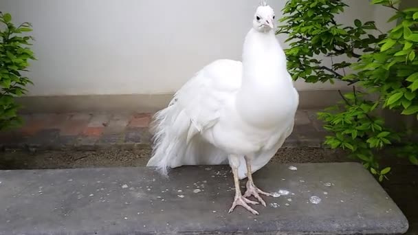 Lindo blanco pavo real — Vídeos de Stock