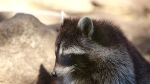 Raccoon close up fuck movies