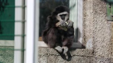 Güzel Gibbon atlama