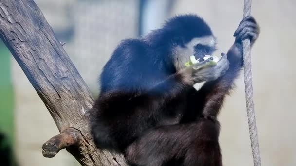 Gibbon mano blanca masculina — Vídeos de Stock