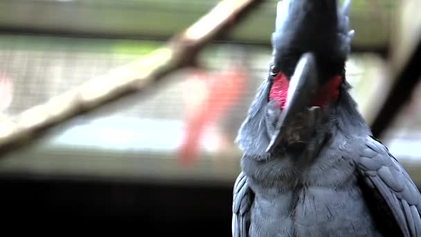 Cockatoo di palma nera — Video Stock