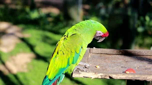 Beautiful Military Macaw — Stock Video