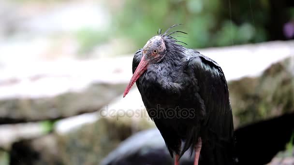 Norte careca ibis — Vídeo de Stock