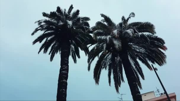 Palm Trees Snow French Riviera Falling Snow Video — Stock Video