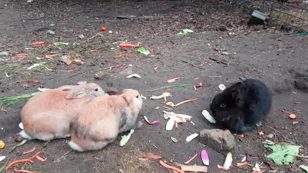 Tres Lindos Conejos Comiendo Verduras Cerca Video — Vídeo de stock