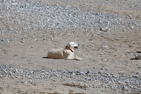 Perro blanco acostado en la playa — Foto de Stock