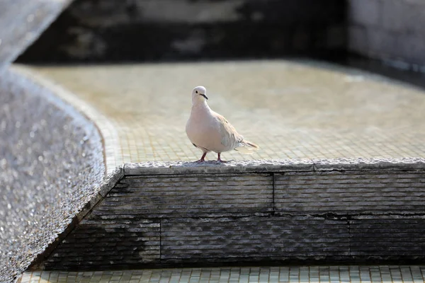 Eurasian Collared Dove In The Fountain — Stock Photo, Image