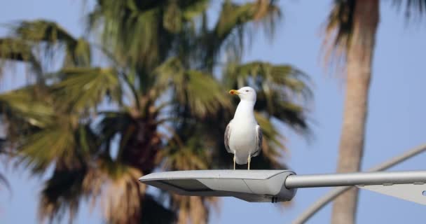 海鸥站立在灯柱与蓝色天空和棕榈树在背景 关闭看法 Dci — 图库视频影像