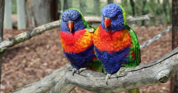 Beautiful Rainbow Lorikeet Couple Perched Tree Branch Close Portrait Dci — Stock Video