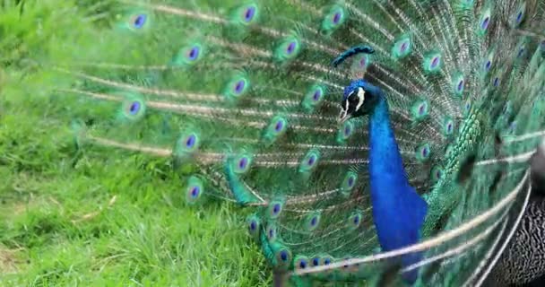 Courting Display Male Indian Peafowl Blue Peafowl Pavo Cristatus Close — Stock Video