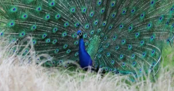 男印度孔雀或蓝孔雀 Pavo Cristatus 的求爱展示 特写肖像 Dci 分辨率 — 图库视频影像