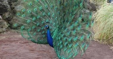 Görüntü Kur bir erkeği olarak Hint tavuskuşu veya mavi tavus (Pavo Cristatus) - yakın portre - Dci 4k çözünürlük