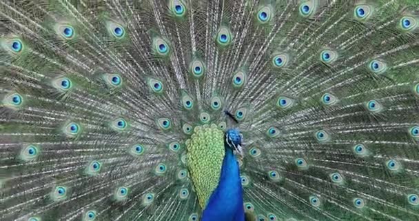 Corteggiamento Visualizzazione Maschio Indiano Peafowl Blu Peafowl Pavo Cristatus Close — Video Stock