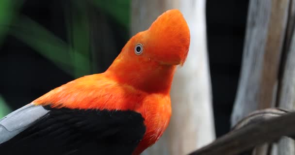 Beautiful Andean Cock Rock Rupicola Peruvianus Tunki Perched Tree Branch — Stock Video