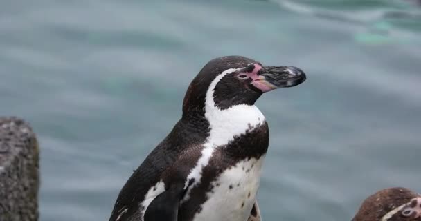 Retrato Cerca Cabeza Del Pingüino Humboldt Spheniscus Humboldti También Llamado — Vídeo de stock