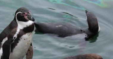Yakın çekim portresi de Şili penguen, Perulu penguen veya Patranca - Dci 4 k çözünürlük olarak adlandırdığı Humboldt pengueni (Spheniscus Humboldti) Başkanı