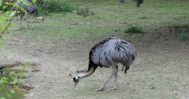 Nandu Rhea Americana Czy Amerykański Nandu Portret Dci Rozdzielczości Bliska — Wideo stockowe