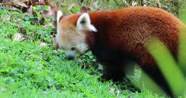 Red Panda (Ailurus Fulgens) yemek çimen küçük Panda, kırmızı ayı-kedi ve kırmızı kedi-Bear - Dci 4 k çözünürlük olarak da bilinir,