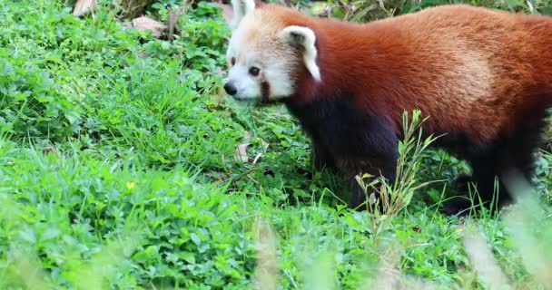 Roter Panda Ailurus Fulgens Frisst Gras Auch Kleiner Panda Rote — Stockvideo