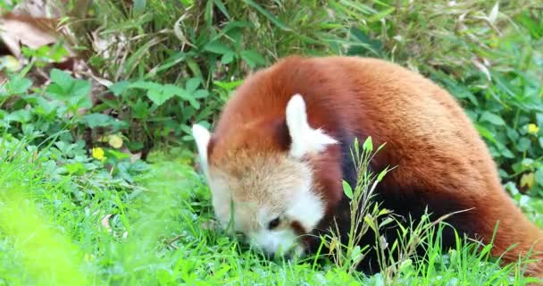 Panda Červená Ailurus Fulgens Jíst Trávu Nazývané Také Menší Panda — Stock video