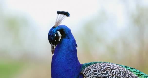 Perfil Close Male Peacock Cabeça Pescoço Resolução Dci — Vídeo de Stock