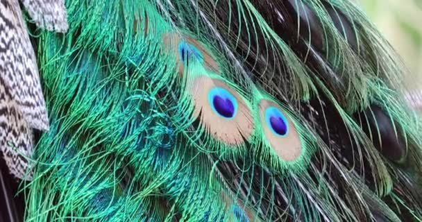 Peacock Feather Plumage Macro Closeup Detail Dci Resolution — Stock Video