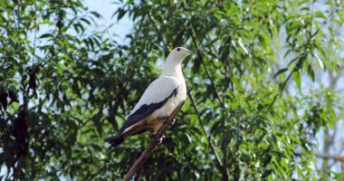 Alaca imparatorluk güvercin (Ducula Bicolor) bir ağaç dalı üzerinde tünemiş. Detay - Dci 4k çözünürlük