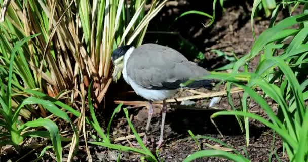 Masked Lapwing Vanellus Miles Closeup Portrait Also Known Masked Plover — Stock Video